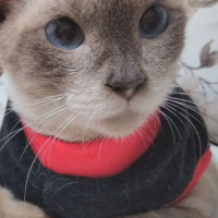Siyam Kedisi, Kedi  Prenses fotoğrafı