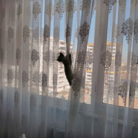 Siyam Kedisi, Kedi  Prenses fotoğrafı