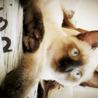 Siyam Kedisi, Kedi  Prenses fotoğrafı