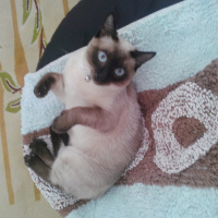 Siyam Kedisi, Kedi  Prenses fotoğrafı