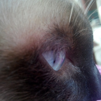 Siyam Kedisi, Kedi  Prenses fotoğrafı