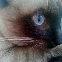 Siyam Kedisi, Kedi  Prenses fotoğrafı