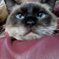 Siyam Kedisi, Kedi  Prenses fotoğrafı