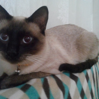Siyam Kedisi, Kedi  Prenses fotoğrafı