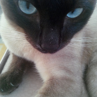 Siyam Kedisi, Kedi  Prenses fotoğrafı