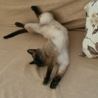 Siyam Kedisi, Kedi  Prenses fotoğrafı