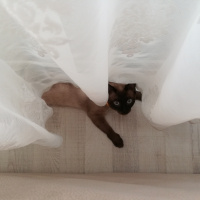 Siyam Kedisi, Kedi  Prenses fotoğrafı