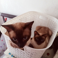 Siyam Kedisi, Kedi  Prenses fotoğrafı