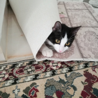 Siyam Kedisi, Kedi  Prenses fotoğrafı
