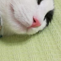 Siyam Kedisi, Kedi  Prenses fotoğrafı