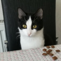 Siyam Kedisi, Kedi  Prenses fotoğrafı