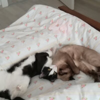 Siyam Kedisi, Kedi  Prenses fotoğrafı