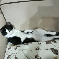 Siyam Kedisi, Kedi  Prenses fotoğrafı