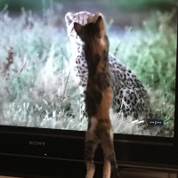Tekir Kedi, Kedi  Aliki fotoğrafı