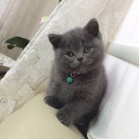 British Shorthair, Kedi  Minnoş fotoğrafı