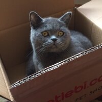 British Shorthair, Kedi  Minnoş fotoğrafı