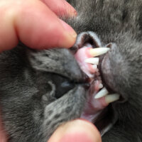 British Shorthair, Kedi  Minnoş fotoğrafı