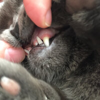 British Shorthair, Kedi  Minnoş fotoğrafı