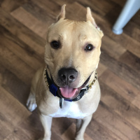 Amerikan Pitbull Terrier, Köpek  Odin fotoğrafı
