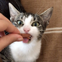 Tekir Kedi, Kedi  FİFİ fotoğrafı