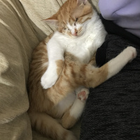 Tekir Kedi, Kedi  FİFİ fotoğrafı