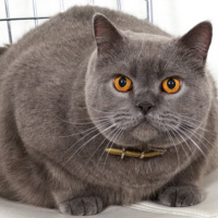 British Shorthair, Kedi  mia fotoğrafı
