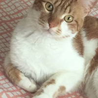 Sarman, Kedi  Bulgar fotoğrafı
