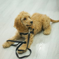 Amerikan Cocker Spaniel, Köpek  lodos fotoğrafı
