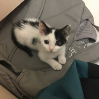 Tekir Kedi, Kedi  Pelinsu fotoğrafı
