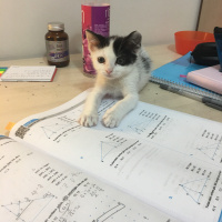 Tekir Kedi, Kedi  Pelinsu fotoğrafı