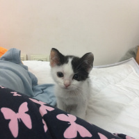 Tekir Kedi, Kedi  Pelinsu fotoğrafı