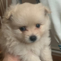 Pomeranyalı, Köpek  İsim yok fotoğrafı