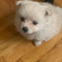 Pomeranyalı, Köpek  İsim yok fotoğrafı