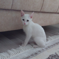 Tekir Kedi, Kedi  Pamuk fotoğrafı