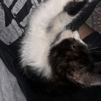 Tuxedo (Smokin) Kedi, Kedi  Smoki fotoğrafı
