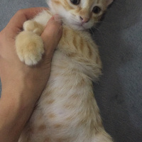 Tekir Kedi, Kedi  Kaju fotoğrafı