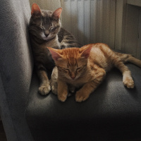 Tekir Kedi, Kedi  Kaju fotoğrafı