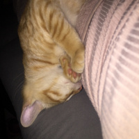 Tekir Kedi, Kedi  Kaju fotoğrafı