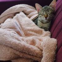 Tekir Kedi, Kedi  Paris fotoğrafı