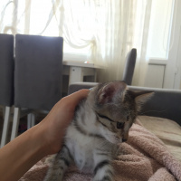 Tekir Kedi, Kedi  Paris fotoğrafı