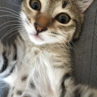 Tekir Kedi, Kedi  Paris fotoğrafı
