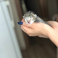 Tekir Kedi, Kedi  Paris fotoğrafı