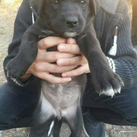 Sokö (Sokak Köpeği), Köpek  Lopez fotoğrafı