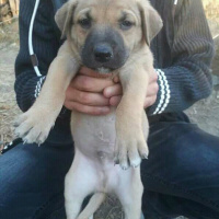 Sokö (Sokak Köpeği), Köpek  Lopez fotoğrafı