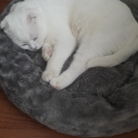 Scottish Fold, Kedi  Efe fotoğrafı