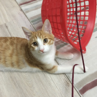 Sarman, Kedi  Dişsiz fotoğrafı