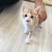 Sarman, Kedi  Dişsiz fotoğrafı