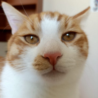 Sarman, Kedi  Dişsiz fotoğrafı