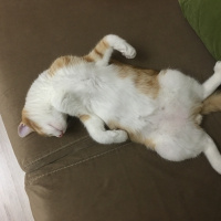 Sarman, Kedi  Dişsiz fotoğrafı