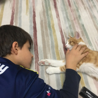 Sarman, Kedi  Dişsiz fotoğrafı